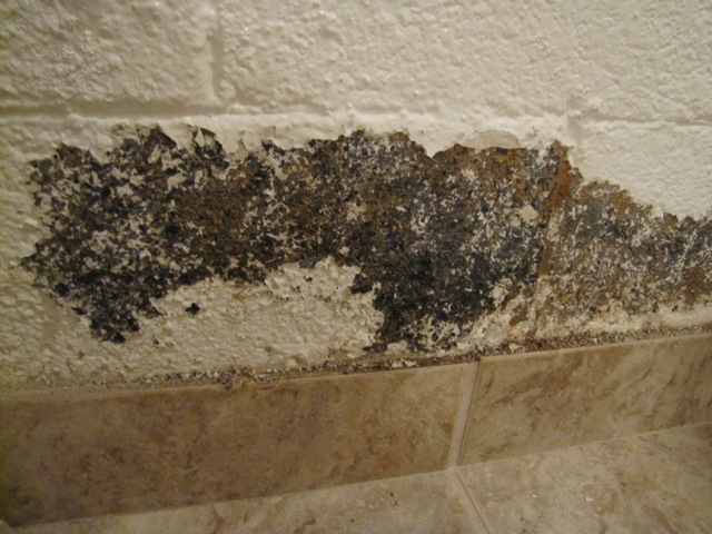 Mildew On Walls