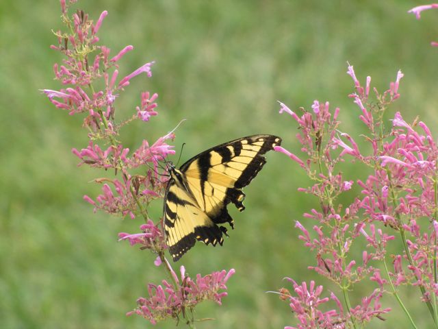 Swallotail Butterfly Meadowlark Gardens