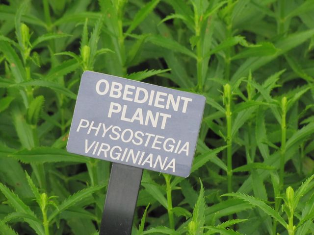 Obedient Plant Physostegia Virginiana Meadowlark