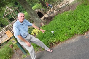 Dad Obedient Plant Pointing