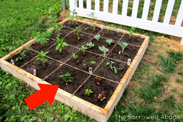 Starting a Square Foot Garden