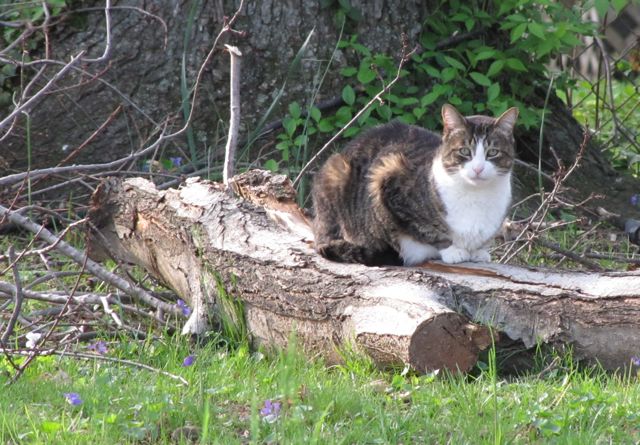 Doctor the Cat Helping Backyard Cleanup