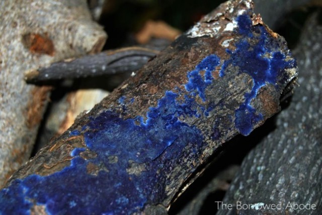 Blue Fungus Firewood | TheBorrowedAbode.com