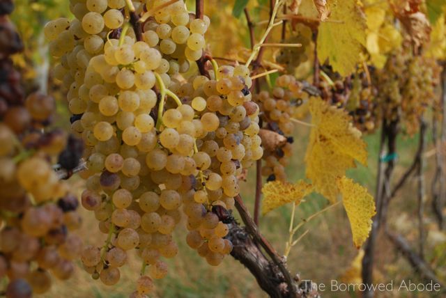 White Wine Grapes Linden Oct 2012 | The Borrowed Abode