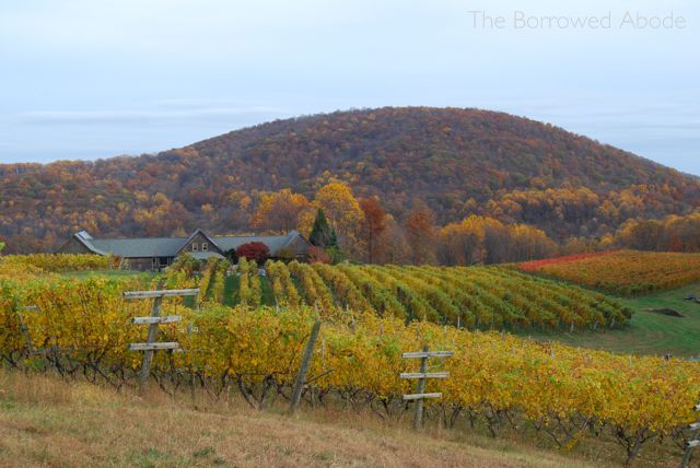 Linden Vineyards Fall Oct 2012 | The Borrowed Abode