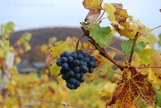 Wine Grapes Linden Oct 2012 | The Borrowed Abode