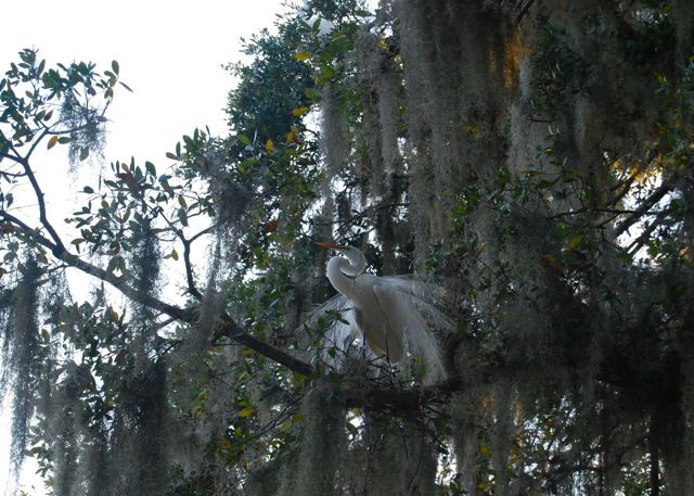 Kraft Azalea Garden Snowy Egret | The Borrowed Abode