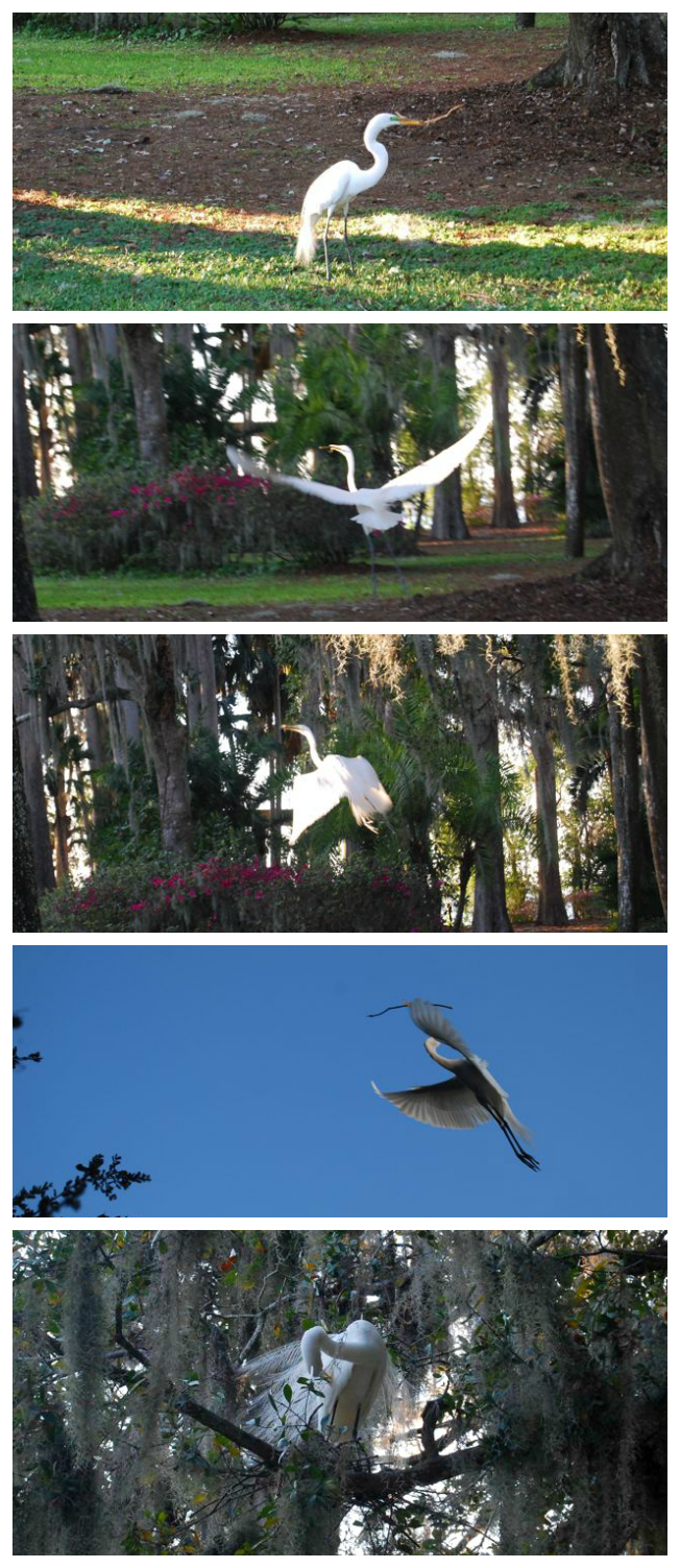 Snowy Egret Kraft Azalea Garden | The Borrowed Abode