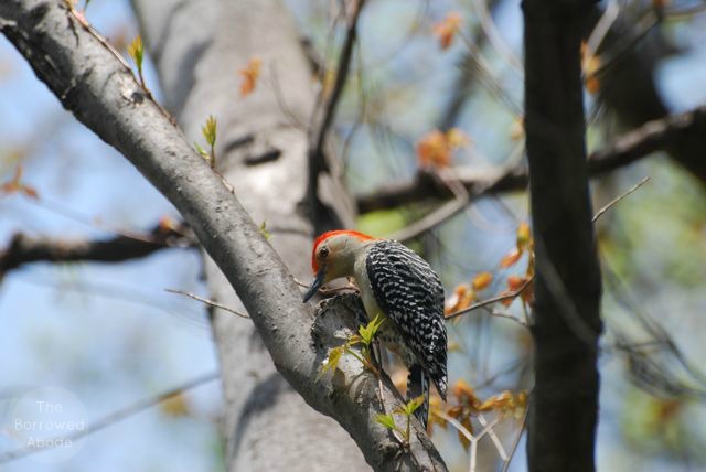 Red-Bellied Woodpecker | The Borrowed Abode