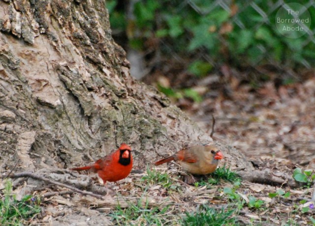 Northern Cardinal Bird Couple | The Borrowed Abode