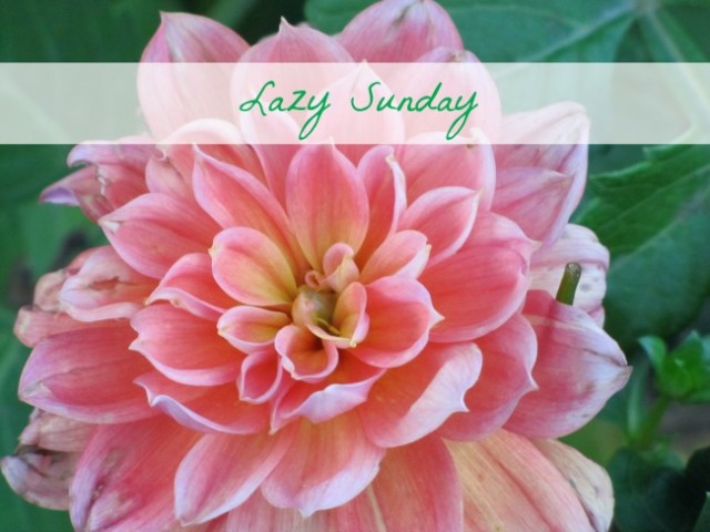 Lazy Sunday Dahlia