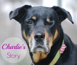 Charlie's Story