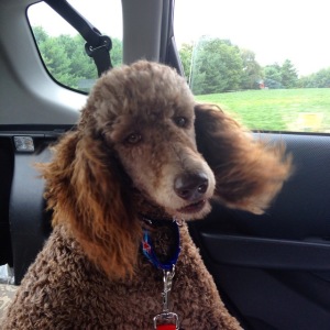 Amber Poodle Coming Home