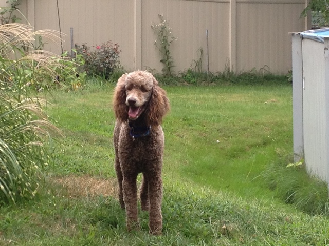 Amber Poodle First Day