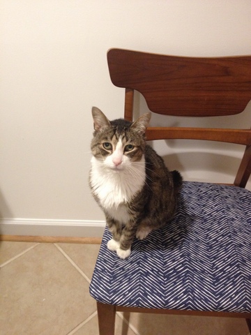 Doctor Cat Chair in Janery Sewing Studio