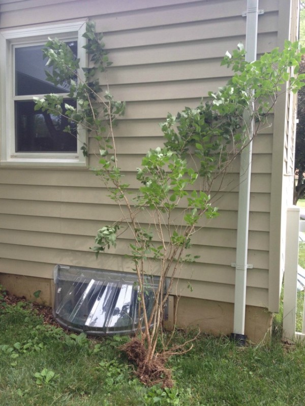 Scavenged Garden Lilac Tree