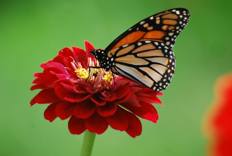 Zinnia Garden Monarch Butterfly