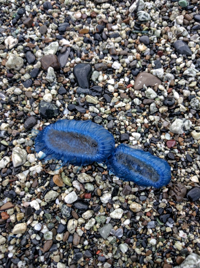 2016 Italy Levanto Beach Blue Jellyfish Vlella